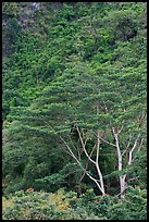 Luxuriant vegetation below cliff, Koolau Mountains. Oahu island, Hawaii, USA (color)