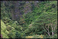 Luxuriant vegetation below cliff, Koolau Mountains. Oahu island, Hawaii, USA