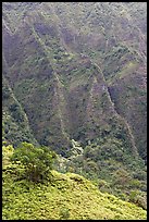 Hillside and Pali. Oahu island, Hawaii, USA (color)