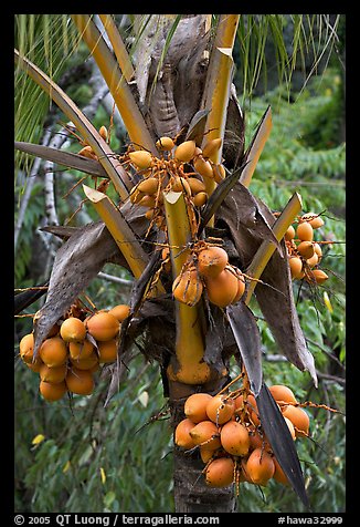 Golden coconut fruits. Oahu island, Hawaii, USA (color)