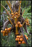 Golden coconut fruits. Oahu island, Hawaii, USA (color)