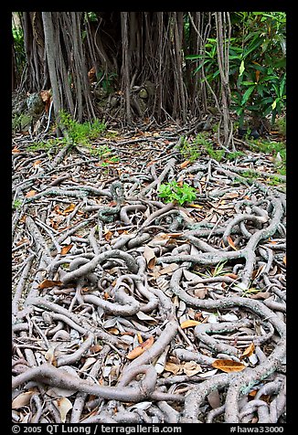 Roots of Banyan tree. Oahu island, Hawaii, USA (color)
