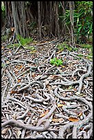 Roots of Banyan tree. Oahu island, Hawaii, USA