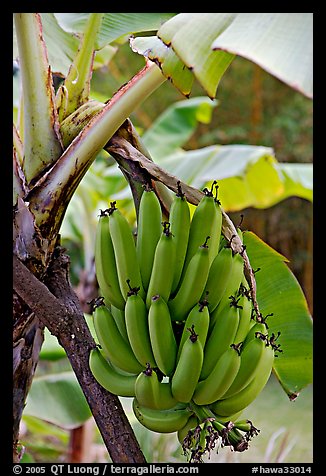 Bananas on the tree. Oahu island, Hawaii, USA (color)