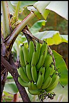 Bananas on the tree. Oahu island, Hawaii, USA (color)