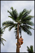 Samoan man climbing coconut tree. Polynesian Cultural Center, Oahu island, Hawaii, USA