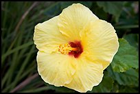 Yellow hibiscus. Oahu island, Hawaii, USA
