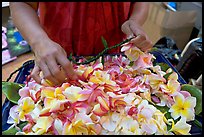 Fresh flowers used for lei making, International Marketplace. Waikiki, Honolulu, Oahu island, Hawaii, USA (color)