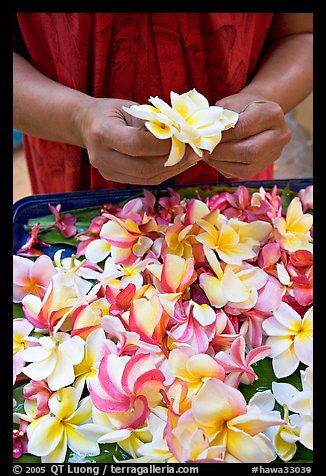 Hands holding fresh flowers, while making a lei, International Marketplace. Waikiki, Honolulu, Oahu island, Hawaii, USA (color)