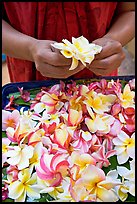 Hands holding fresh flowers, while making a lei, International Marketplace. Waikiki, Honolulu, Oahu island, Hawaii, USA (color)