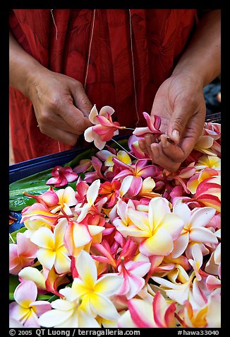 Hands preparing a fresh flower lei, International Marketplace. Waikiki, Honolulu, Oahu island, Hawaii, USA (color)