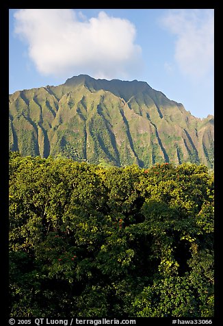 Tropical forest and fluted  Koolau Mountains. Oahu island, Hawaii, USA (color)