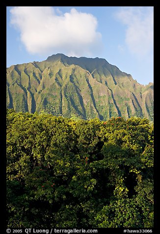 Tropical forest and fluted  Koolau Mountains. Oahu island, Hawaii, USA