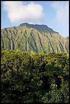 Tropical forest and fluted  Koolau Mountains. Oahu island, Hawaii, USA ( color)