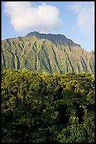 Tropical forest and fluted  Koolau Mountains. Oahu island, Hawaii, USA (color)