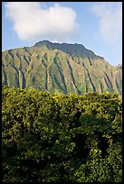 Tropical forest and fluted  Koolau Mountains. Oahu island, Hawaii, USA