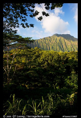 Tropical forest and  Koolau Mountains. Oahu island, Hawaii, USA (color)