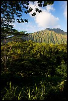 Tropical forest and  Koolau Mountains. Oahu island, Hawaii, USA