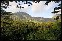 Tropical forest and  Koolau Mountains. Oahu island, Hawaii, USA (color)