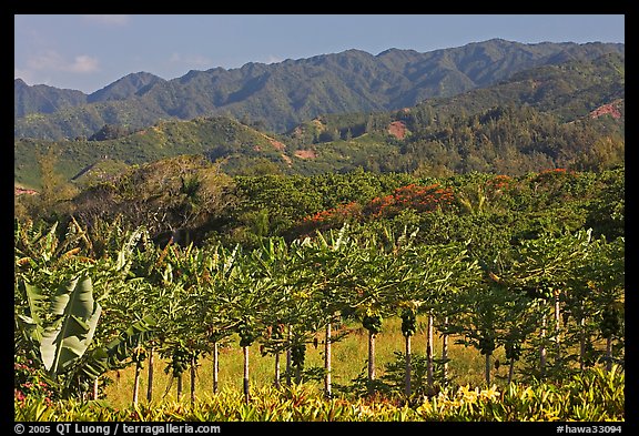 Fruit trees, hills, and mountains, Laie, afternoon. Oahu island, Hawaii, USA (color)