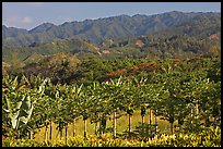 Fruit trees, hills, and mountains, Laie, afternoon. Oahu island, Hawaii, USA