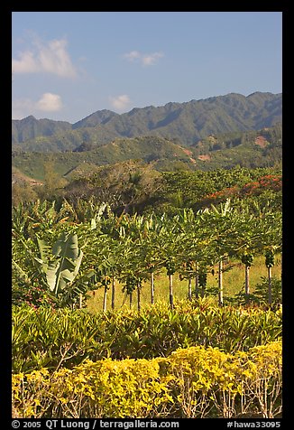 Fruit trees, hills, and mountains, Laie, afternoon. Oahu island, Hawaii, USA (color)