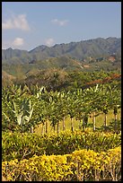 Fruit trees, hills, and mountains, Laie, afternoon. Oahu island, Hawaii, USA ( color)