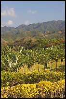 Fruit trees, hills, and mountains, Laie, afternoon. Oahu island, Hawaii, USA