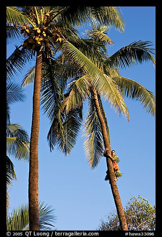Coconut trees, with Samoan man climbing. Polynesian Cultural Center, Oahu island, Hawaii, USA