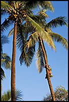 Coconut trees, with Samoan man climbing. Polynesian Cultural Center, Oahu island, Hawaii, USA