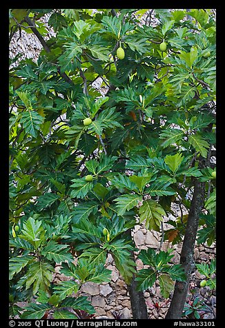 Breadfruit. Oahu island, Hawaii, USA