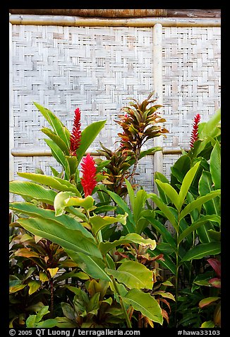 Wild ginger flower and wall of hut. Polynesian Cultural Center, Oahu island, Hawaii, USA (color)