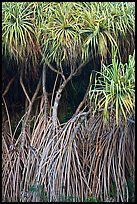 Pandanus trees (Hawaiian Hala). Oahu island, Hawaii, USA