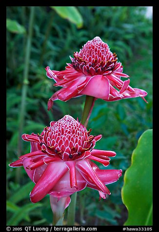 Torch Ginger flower. Oahu island, Hawaii, USA (color)