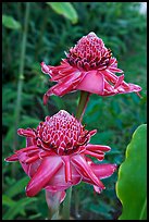 Torch Ginger flower. Oahu island, Hawaii, USA ( color)