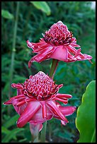 Torch Ginger flower. Oahu island, Hawaii, USA (color)