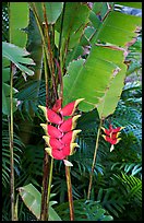 Lobster claw heliconia. Oahu island, Hawaii, USA ( color)