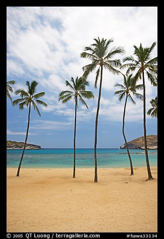 Palm trees and empty beach, Hanauma Bay. Oahu island, Hawaii, USA (color)