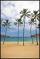 Palm trees and empty beach, Hanauma Bay. Oahu island, Hawaii, USA