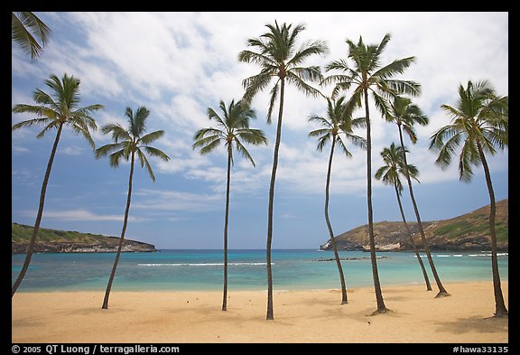 Palm trees and deserted beach, Hanauma Bay. Oahu island, Hawaii, USA