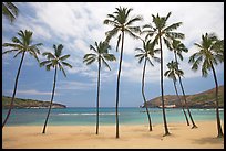 Palm trees and deserted beach, Hanauma Bay. Oahu island, Hawaii, USA (color)