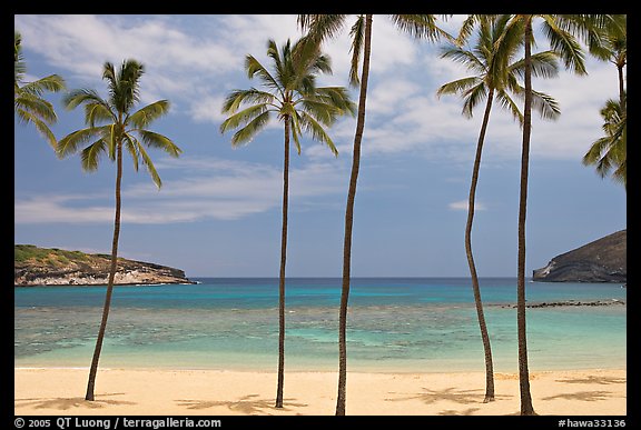 Palm trees and empty beach, Hanauma Bay. Oahu island, Hawaii, USA