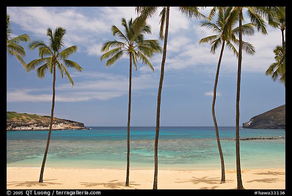 Palm trees and empty beach, Hanauma Bay. Oahu island, Hawaii, USA (color)