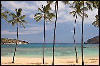 Palm trees and empty beach, Hanauma Bay. Oahu island, Hawaii, USA (color)