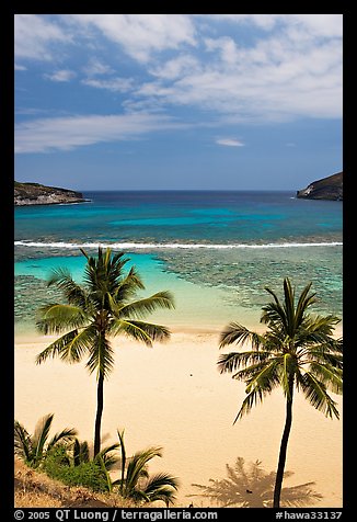 Palm trees and beach with no people, Hanauma Bay. Oahu island, Hawaii, USA