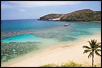 Palm tree,  beach, and Hanauma Bay with no people. Oahu island, Hawaii, USA ( color)