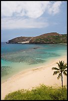 Palm tree,  beach, and Hanauma Bay with no people. Oahu island, Hawaii, USA