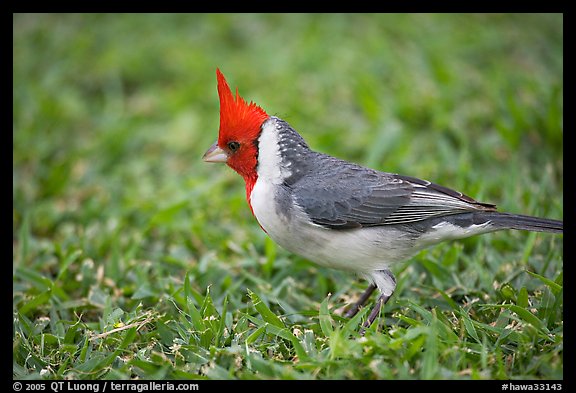 Bird with red head. Oahu island, Hawaii, USA