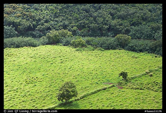 Trees, field, and ancient wall,  Wailua River Valley. Kauai island, Hawaii, USA