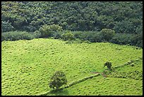 Trees, field, and ancient wall,  Wailua River Valley. Kauai island, Hawaii, USA